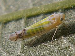 Bramble Leafhopper